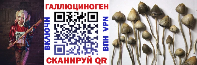 Псилоцибиновые грибы Cubensis  сколько стоит  Михайловка 